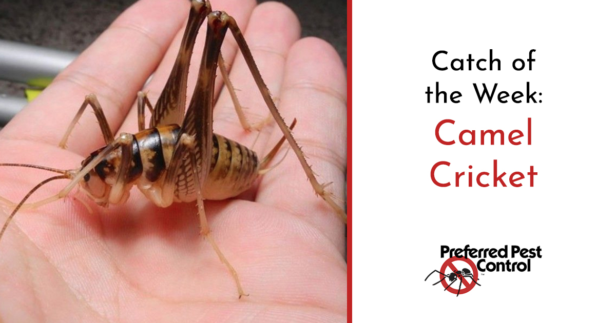 how-to-get-rid-of-crickets-identification-reduction-prevention